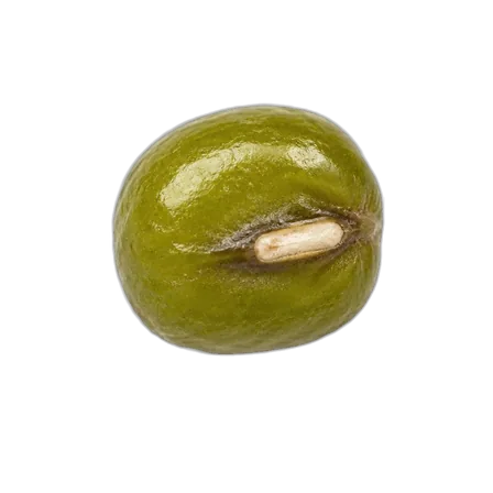 Mung bean