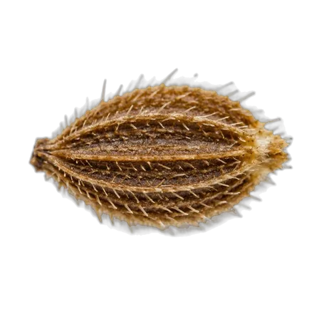 Carrot seed