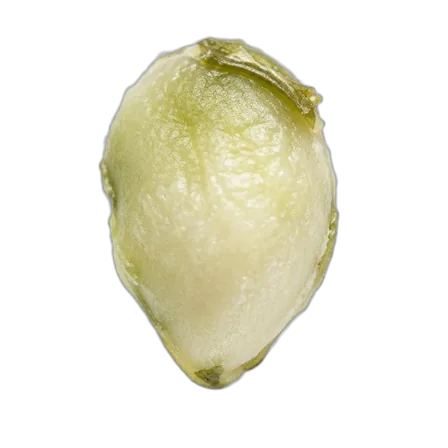 Hemp heart