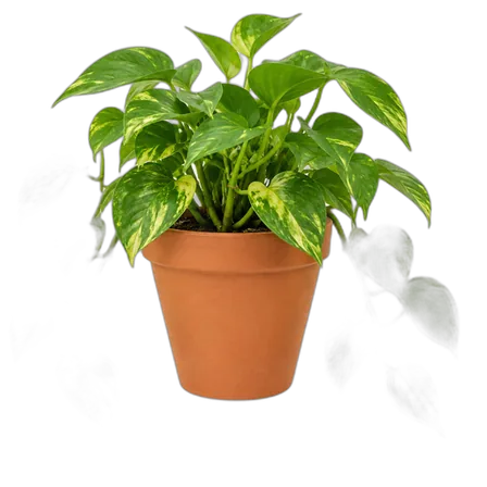Potted pothos plant